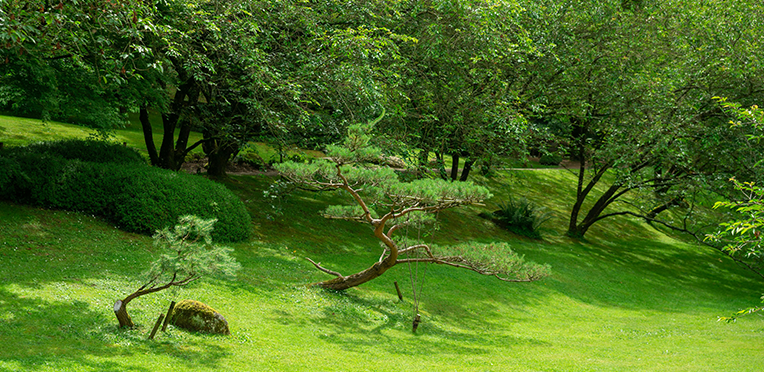 Haubanage d'arbre